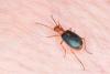 Brachinus sclopeta